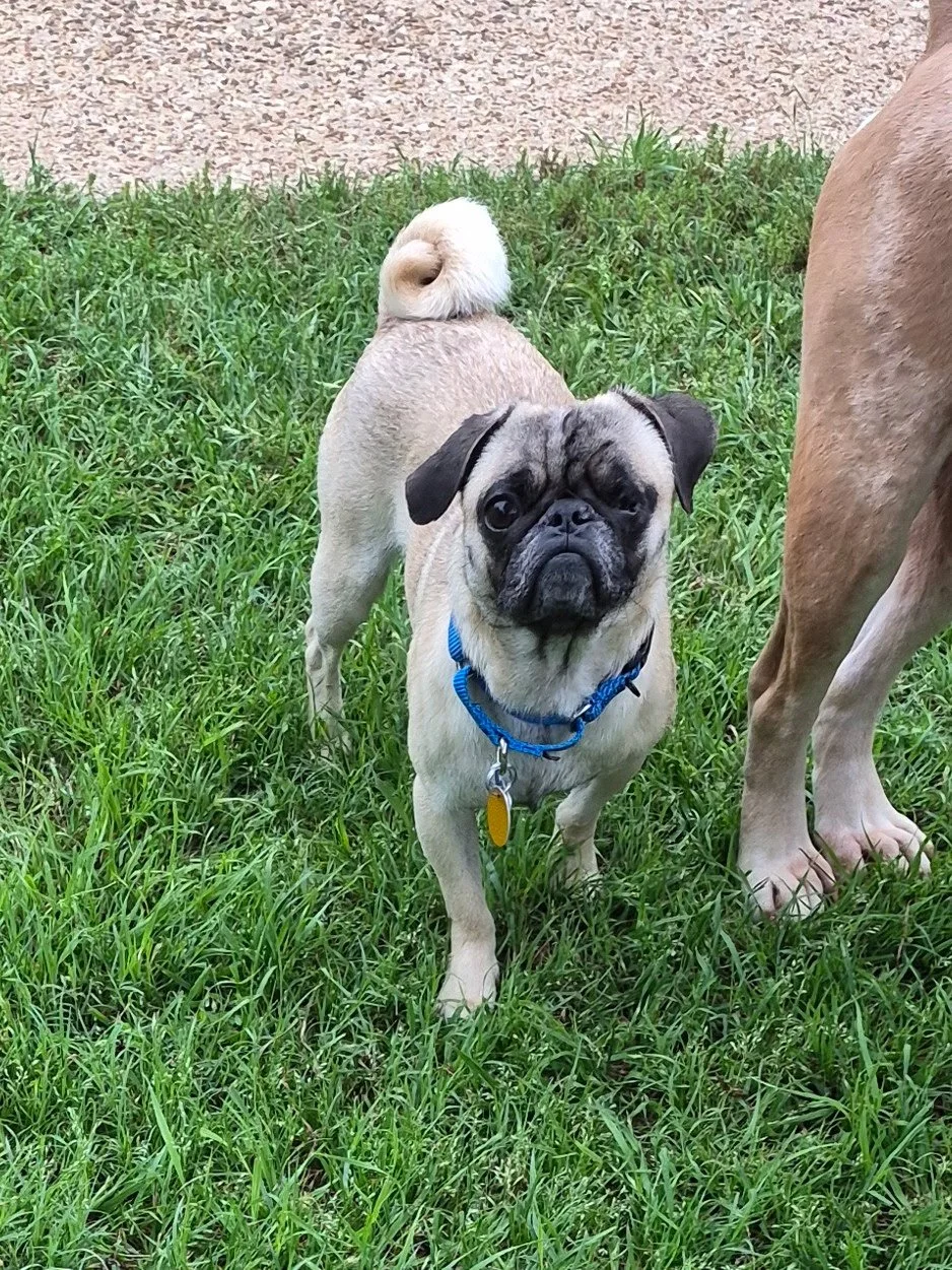 Brindle — Available Pugs | Adopt a Pug Now — DFW Pug Rescue